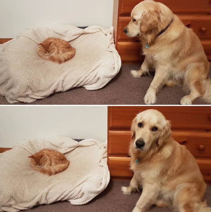 drama anjing dan kucing rebutan tempat tidur (reddit.com/haysalpj)