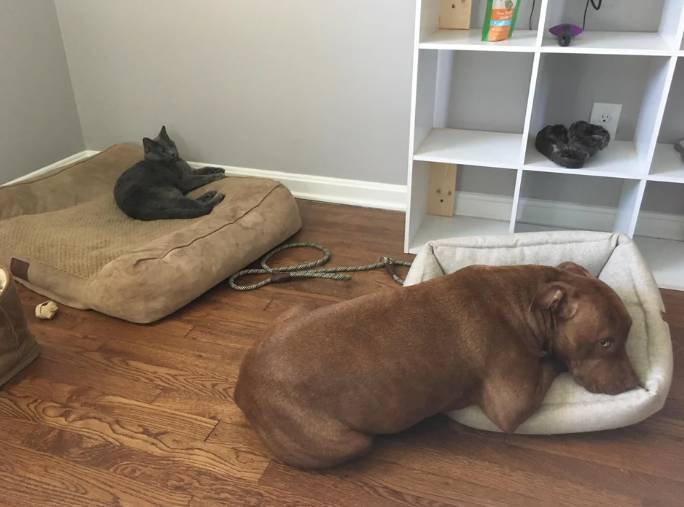 drama anjing dan kucing rebutan tempat tidur (reddit.com/nickentendo)