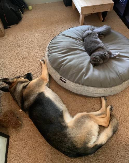 drama anjing dan kucing rebutan tempat tidur (reddit.com/dogsaretheanswer)