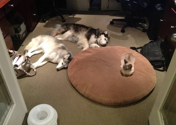 drama anjing dan kucing rebutan tempat tidur (reddit.com/SurgioClemente)