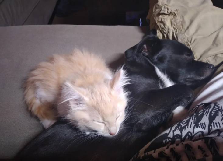 drama anjing dan kucing rebutan tempat tidur (reddit.com/MyNameIsConnie)
