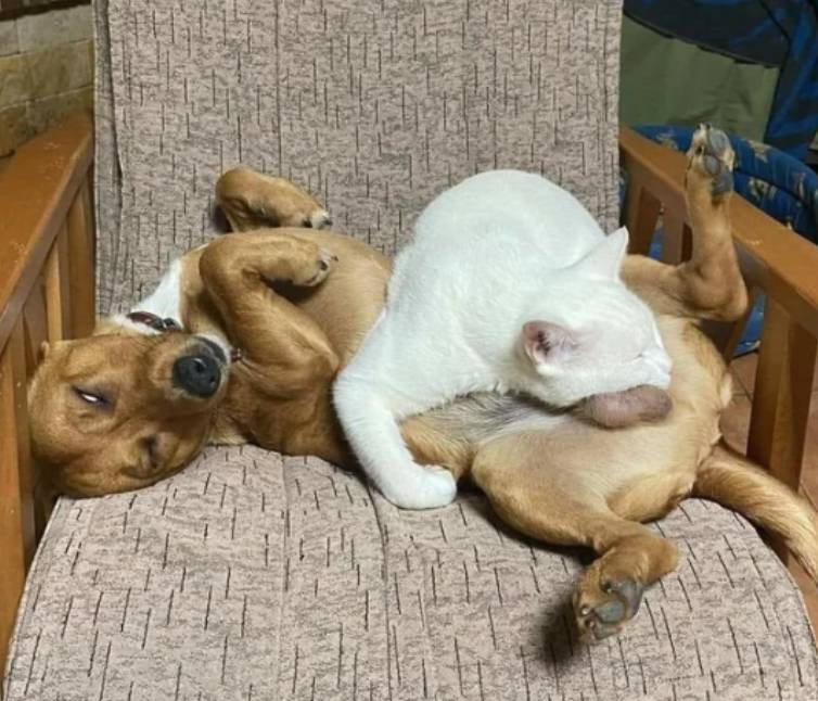 drama anjing dan kucing rebutan tempat tidur (reddit.com/PathologicalLawyer)