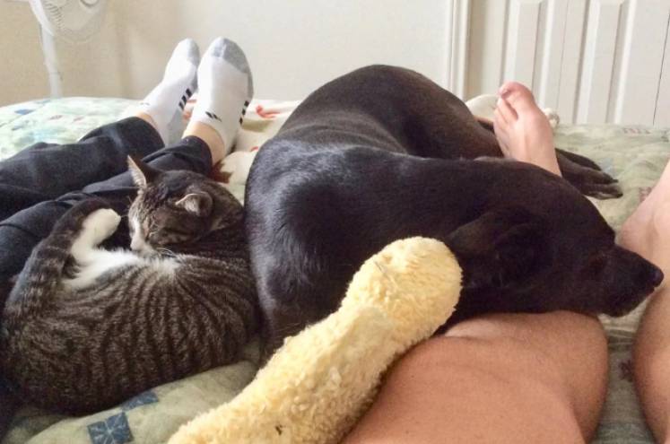 drama anjing dan kucing rebutan tempat tidur (reddit.com/Der_Freshmacher)