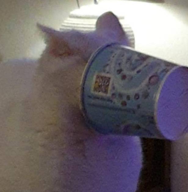 potret lucu kucing terjebak gegara kepo (reddit.com/Bartboilol)