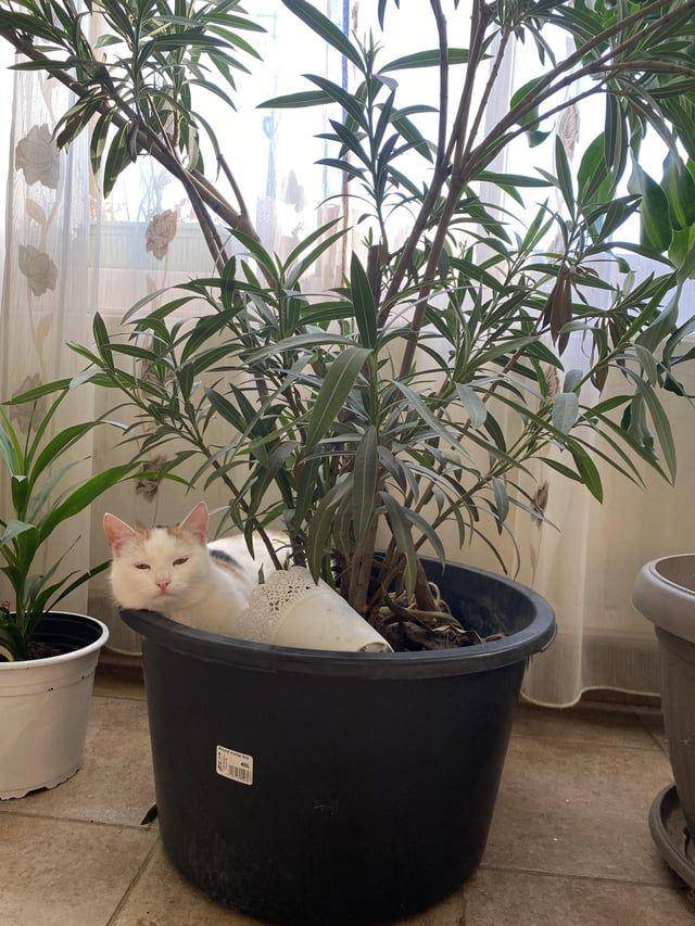 Foto kucing rebahan di tempat anti mainstream (reddit.com/user/uanabaroana)