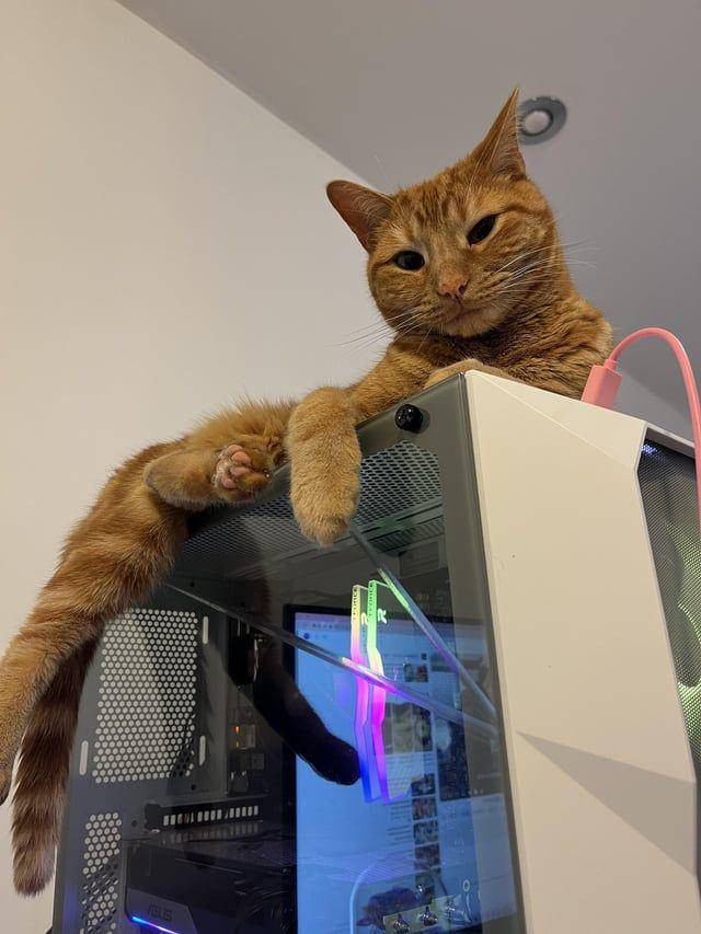 Foto kucing rebahan di tempat anti mainstream (reddit.com/user/Feeiklesss)