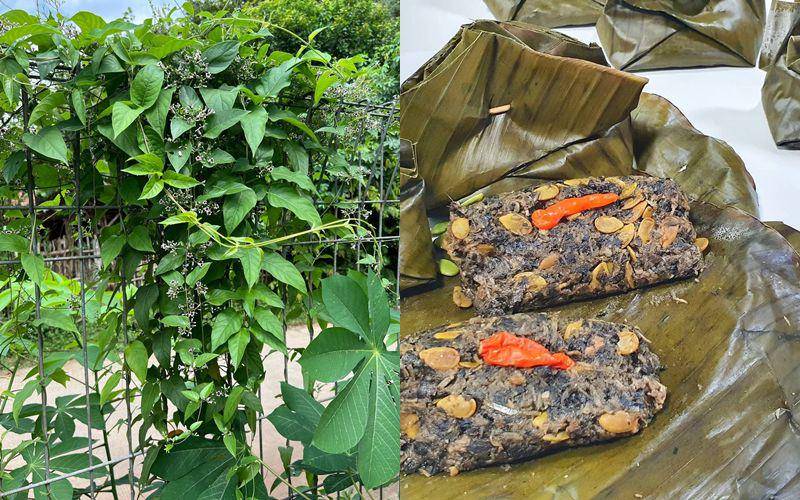 daun sembukan (instagram.com/hijosfarm) | olahan daun sembukan (instagram.com/dapur_cantikchannel)