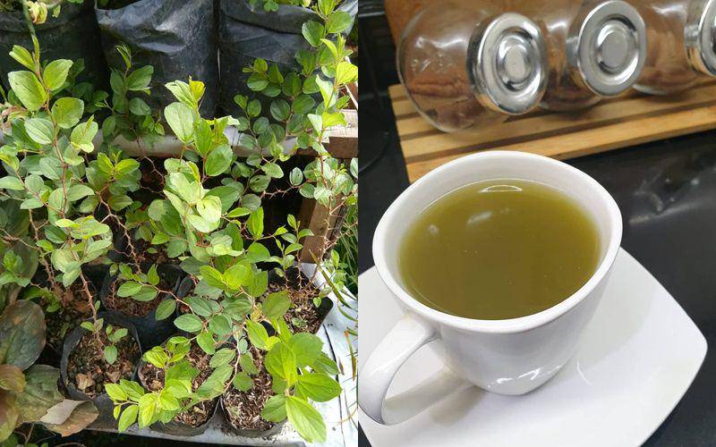 daun bidara (instagram.com/kaktus_bukittinggi) | olahan daun bidara (instagram.com/kebun.nyempil)