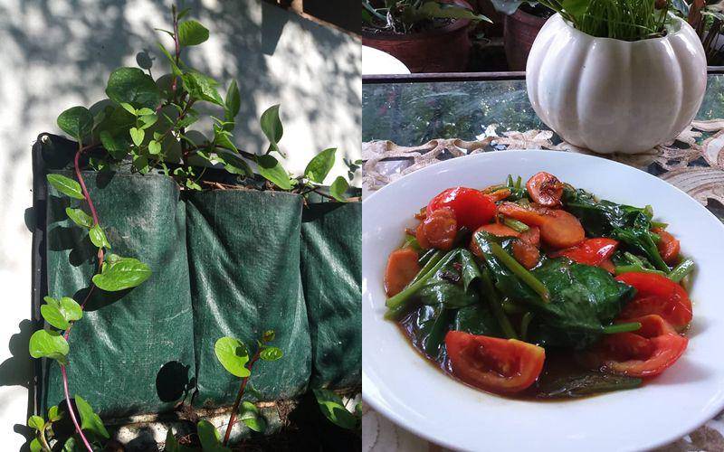 daun binahong (instagram.com/priyatnadp) | olahan daun binahong (instagram.com/yumberkebun)