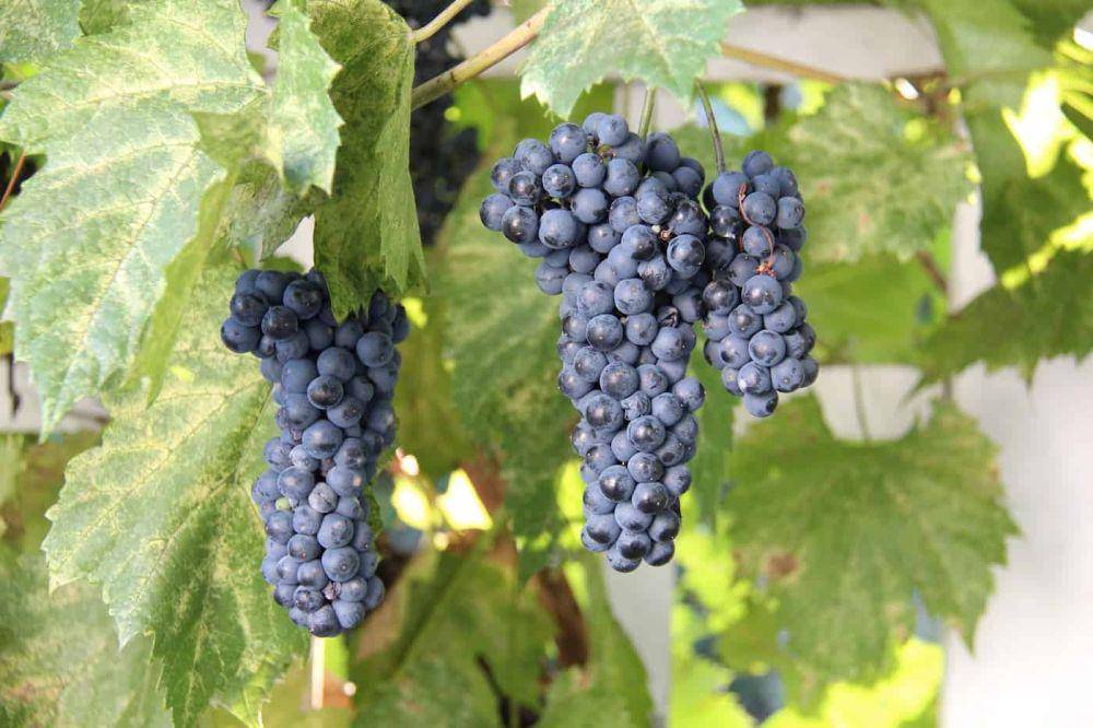 Anggur concord (homefortheharvest.com)