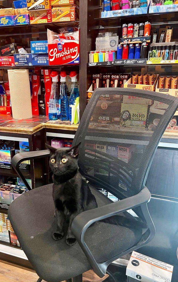 Potret kucing bantu jaga toko (twitter.com/user/Bodegacats_)