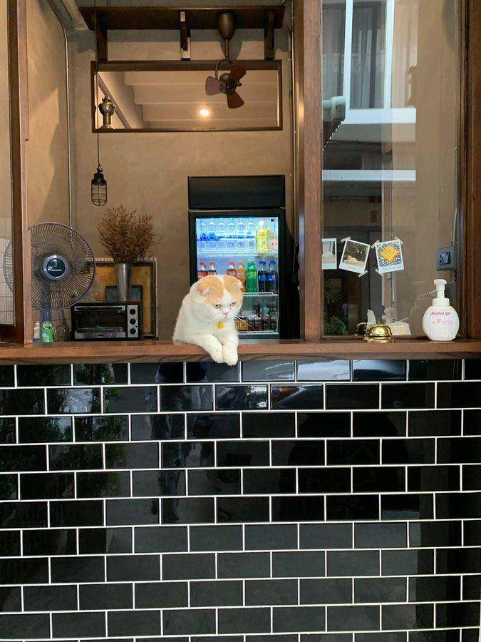 Potret kucing bantu jaga toko (twitter.com/user/CatWorkers)