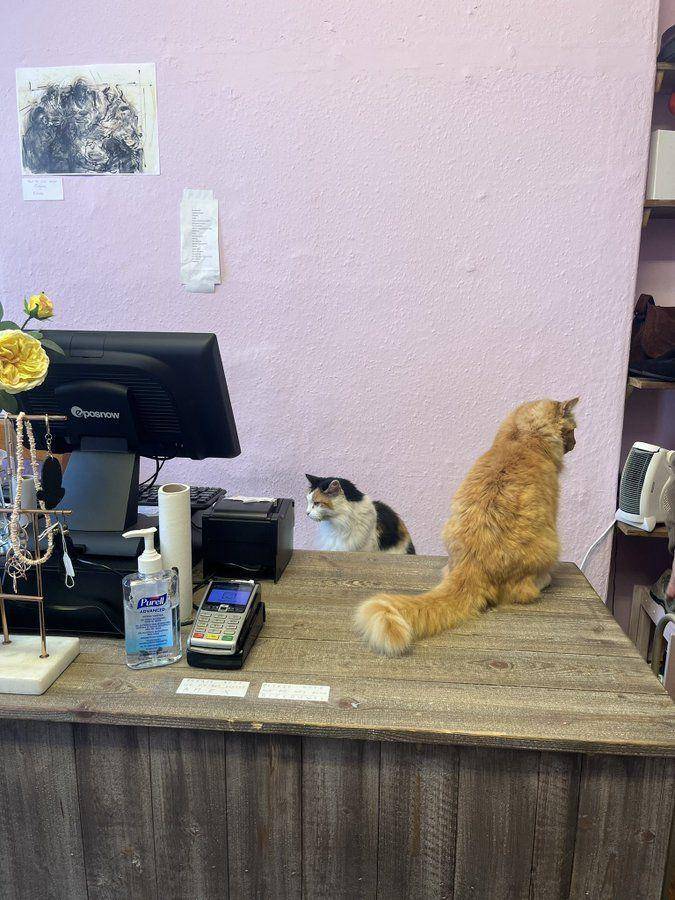 Potret kucing bantu jaga toko (twitter.com/user/CatWorkers)