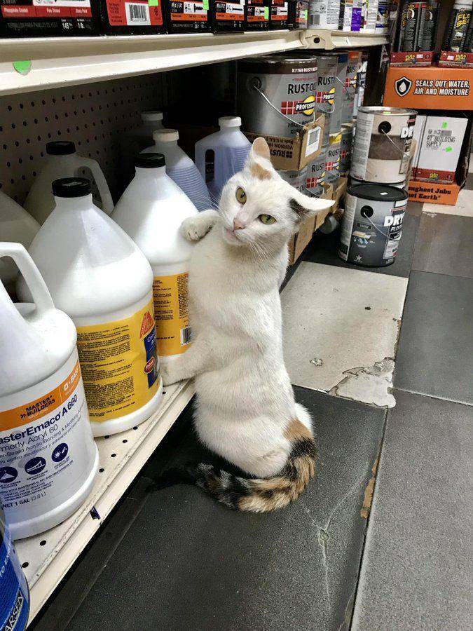 Potret kucing bantu jaga toko (twitter.com/user/CatWorkers)