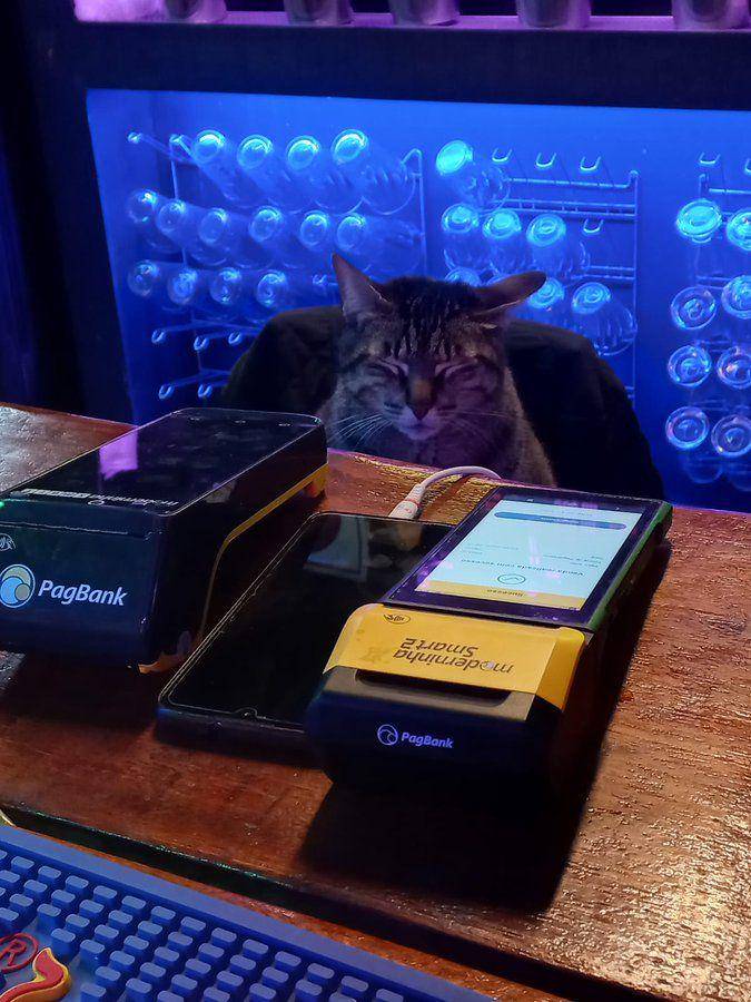 Potret kucing bantu jaga toko (twitter.com/user/CatWorkers)