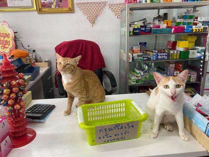Potret kucing bantu jaga toko (twitter.com/user/CatWorkers)