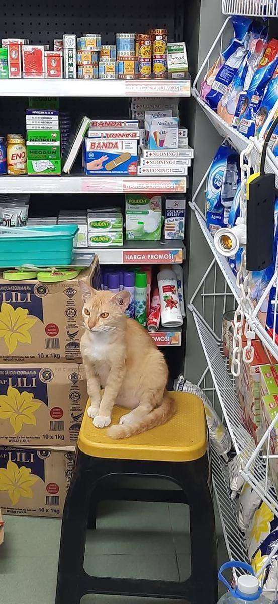 Potret kucing bantu jaga toko (twitter.com/user/ShouldHaveMeme)