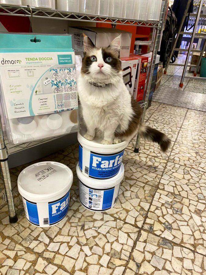 Potret kucing bantu jaga toko (twitter.com/user/Bodegacats_)