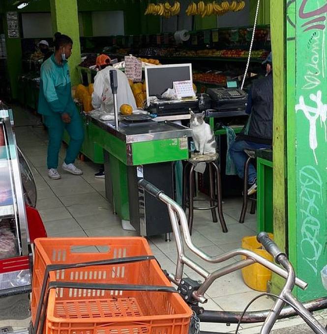 Potret kucing bantu jaga toko (twitter.com/user/CatWorkers)