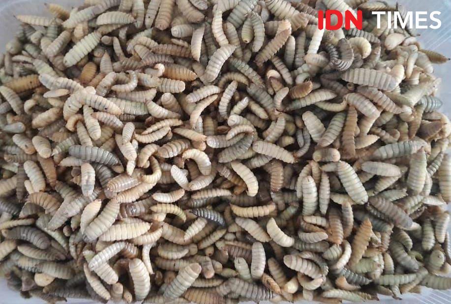 Tak Jijik, Nurul Manfaatkan Maggot Jadi Lahan Bisnis