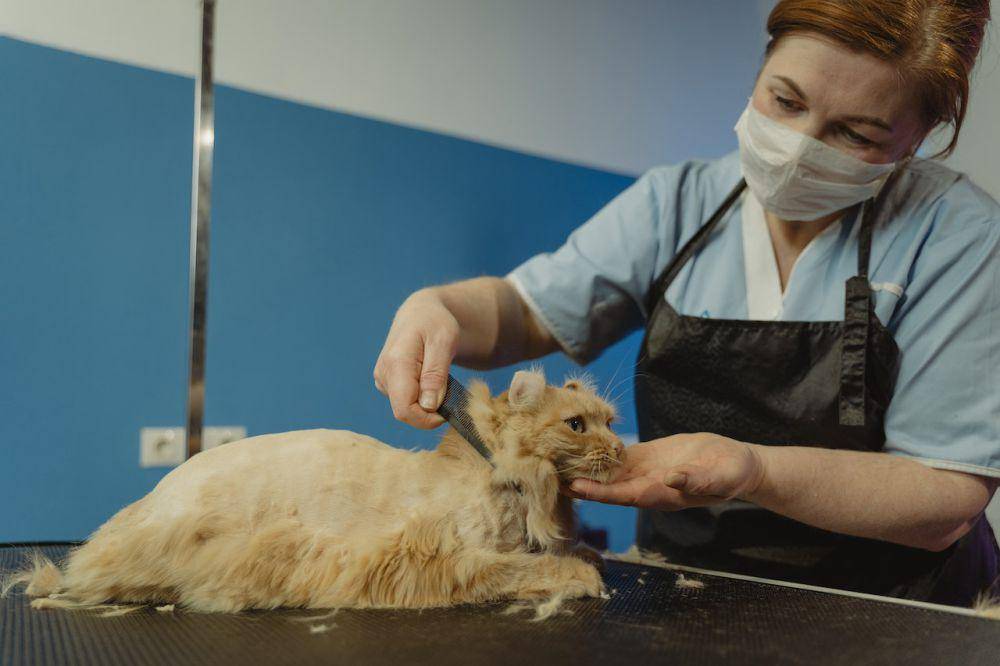 ilustrasi kucing yang sedang ditangani oleh seorang professional groomer (pexels.com/Tima Miroshnichenko)