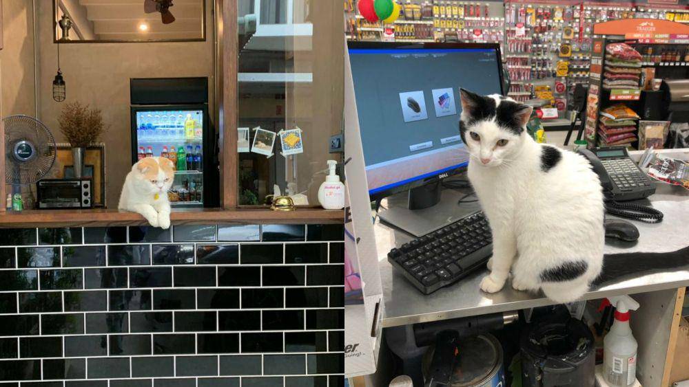 Potret kucing bantu jaga toko (twitter.com/user/CatWorkers)
