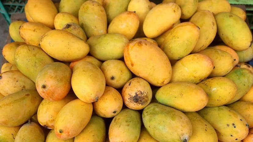 Mangga podang yang menjadi khas Kediri. IDN Times/ istimewa