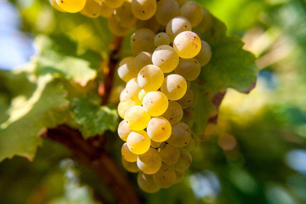 Ilustrasi riesling (foodandwine.com)