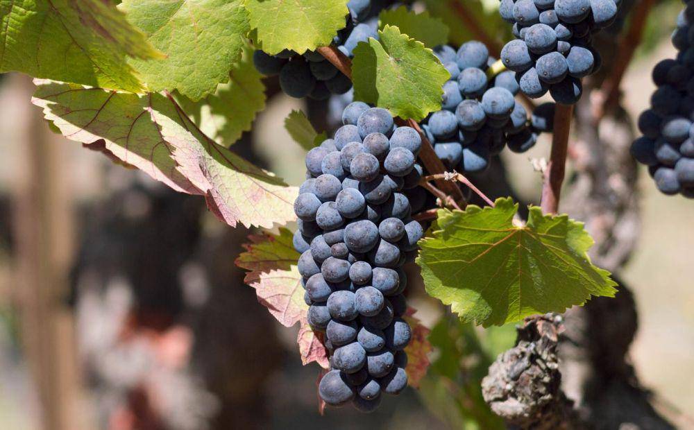 Pinot noir (sonomacounty.com)