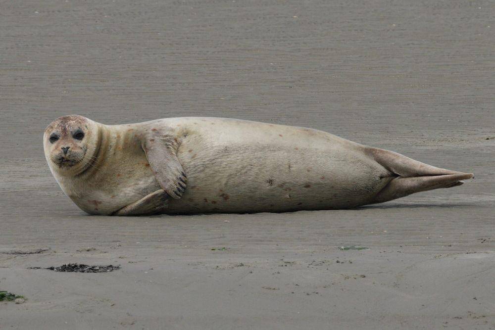 Anjing laut pelabuhan (commons.m.wikimedia.org/Nanosanchez)