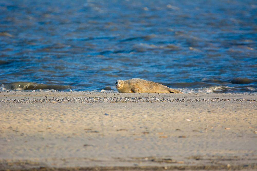 Anjing laut pelabuhan (commons.m.wikimedia.org/Stephan Sprinz)