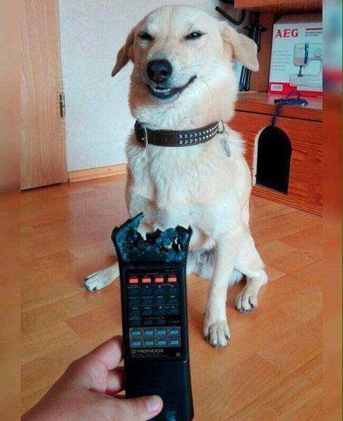 potret ekspresi kocak anjing saat merusak mainan (reddit.com/user/Cassalien)