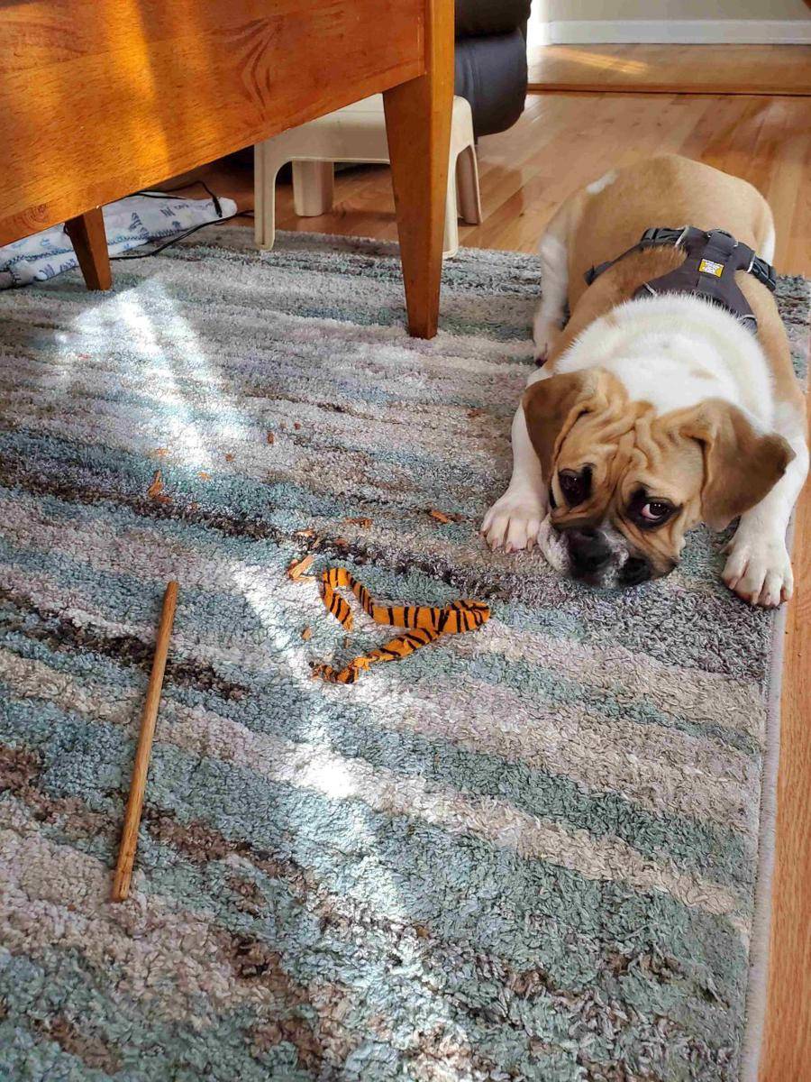 potret ekspresi kocak anjing saat merusak mainan (reddit.com/user/UsernameTaken-B****)