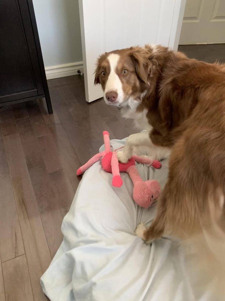 potret ekspresi kocak anjing saat merusak mainan (reddit.com/user/cleaningmyrooms)