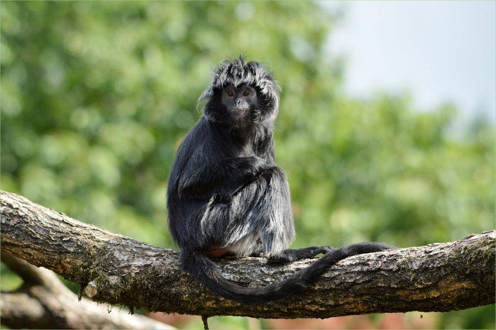 lutung jawa (Pixabay/ PublicDomainPictures)