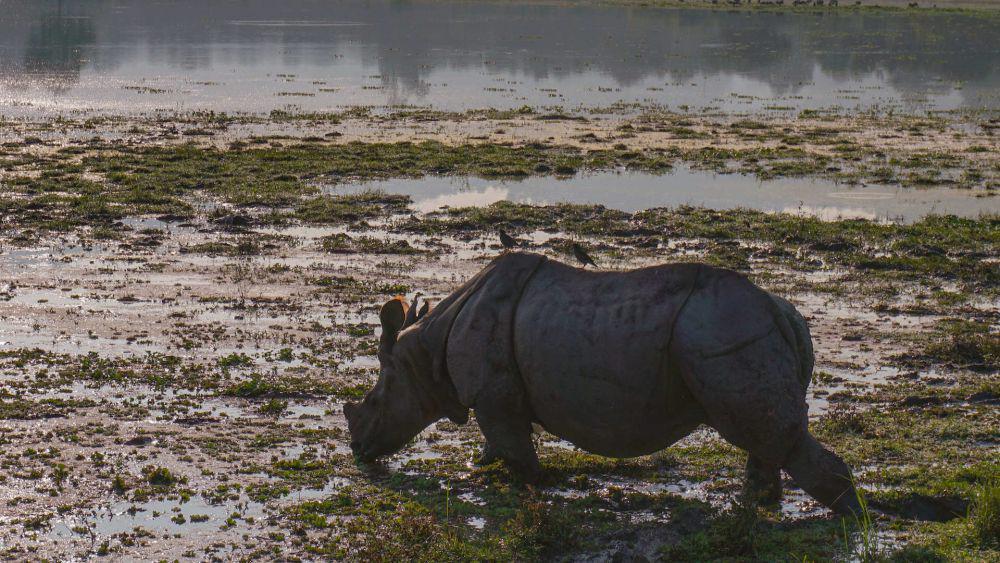 5 Fakta Menyedihkan Badak Jawa, Mamalia Darat Terlangka di Dunia