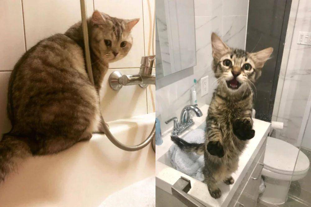 kolase potret kucing di shower box (reddit.com/armandittoo I reddit.com/NYChomie)