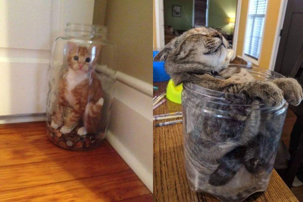 7 Potret Lucu Kucing Bersantai di Dalam Toples, Cosplay jadi Kue!