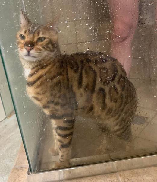 potret kucing di shower box (reddit.com/billypilgrimm)