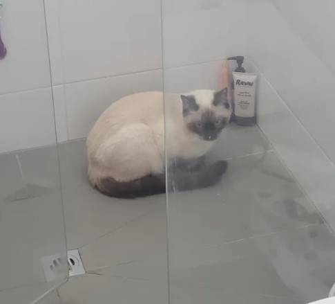potret kucing di shower box (reddit.com/AliveAioli)