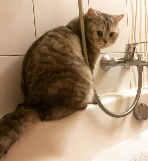 potret kucing di shower box (reddit.com/armandittoo)
