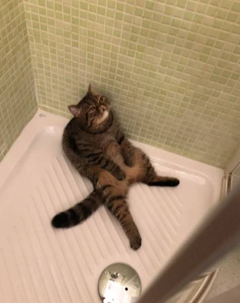 potret kocak di shower box (reddit.com/deleted)