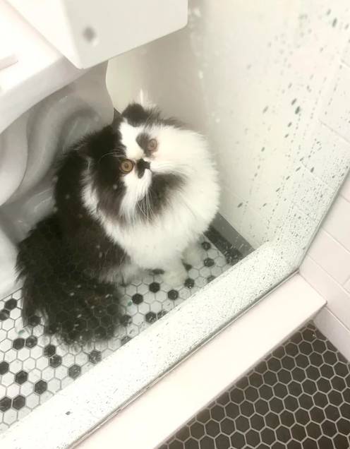 potret kocak di shower box (reddit.com/Maryy_returns)