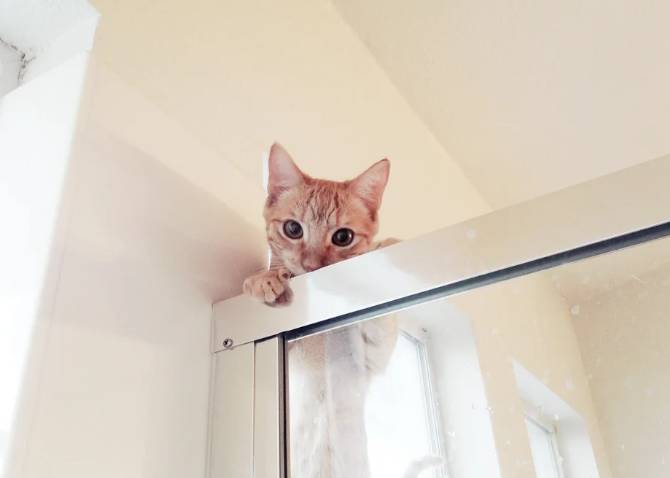 potret kocak di shower box (reddit.com/im_so_inti_porn)