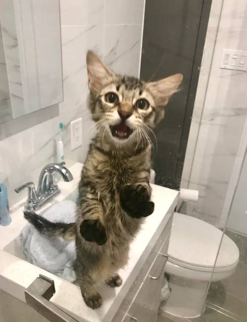 potret kocak di shower box (reddit.com/NYChomie)