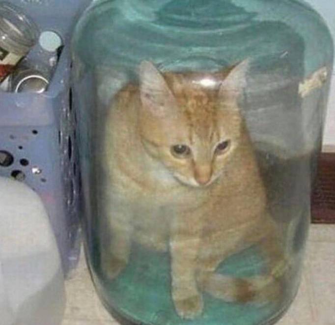 potret lucu kucing di dalam toples (reddit.com/TheEmeraldMage9)