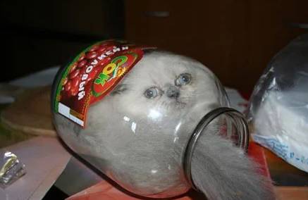 potret lucu kucing di dalam toples (reddit.com/wsgy111)