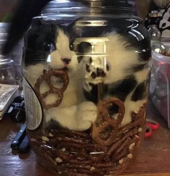 potret lucu kucing di dalam toples (reddit.com/LukeSparkles22)