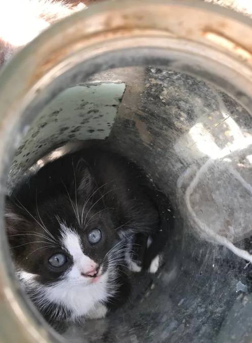 potret lucu kucing di dalam toples (reddit.com/jsjshcksdkd)