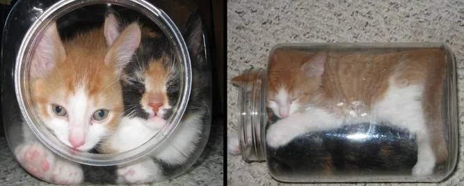 potret lucu kucing di dalam toples (reddit.com/Hiyaro)